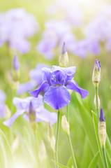 Wall Mural - Violet Iris. Beautiful garden flower close up on green background