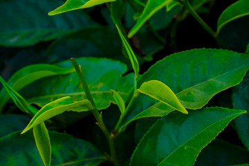  Tea plantations in Munnar, Kerala, India.