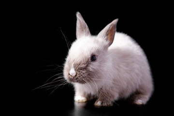 Tiny cute funny white easter bunny cub with short legs and a big head