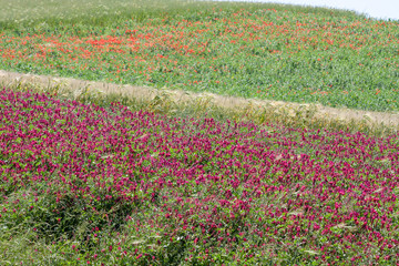 Wall Mural - cereal and forage field with red poppies