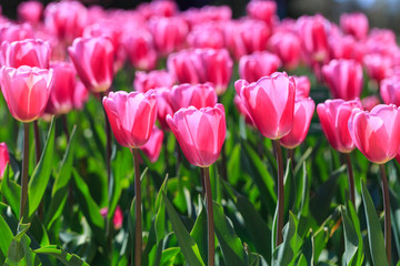 Closeup of pink tulips flowers with green leaves in the park outdoor.