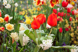 Fototapeta Tulipany - Tulip. Spring background of colorful flowers in the garden