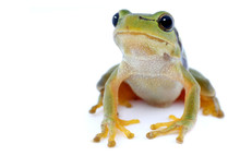 Green Tree Frog Isolated On White Background