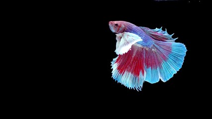 Wall Mural - slow motion of Siamese fighting fish (Betta splendens), well known name is Plakat Thai