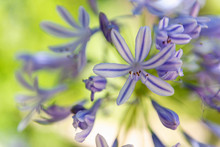 African Blue Lily On Blurred Background