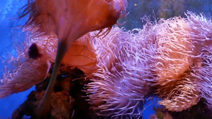 Wall Mural - Beautiful sea flower in underwater world with corals and fish. Sea flowers moving in fish tank.