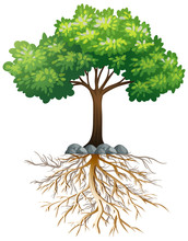 Big Green Tree With Roots Underground On White Background