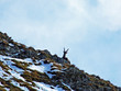 The chamois (Rupicapra rupicapra) or Die Alpengämse (Gams oder Gamswild) in the high pastures of the Swiss Alps, Mainfeld - Canton of Grisons (Graubünden or Graubuenden), Switzerland