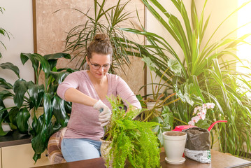 transplant a houseplant. cultivate the fern in another pot. gardener transplants a plant in gloves