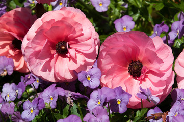 Wall Mural - Sydney Australia, pink ranunculus  among viola flowers in garden