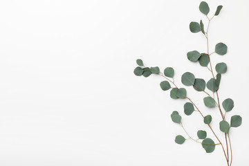 Poster - Green branch of tree isolated on white