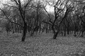 Wall Mural - Old abandoned garden. Black and white shot