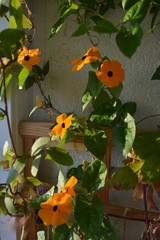  Beautiful orange flowers of thunbergia on wooden trellis in small garden on the balcony.