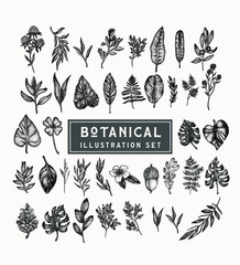 Wall Mural - botanical vintage plants and flowers vector illustration set . Beautiful illustrations hand drawn in stippling style. Isolated elements for graphic design, transparent clip art for your creativity.