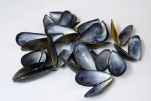 Empty Mussel Shells