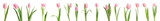 Fototapeta Tulipany - Set of beautiful spring tulips on white background. Banner design