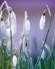  Close up of snowdrop flowers. Purple moody background. Captured in spring time