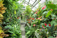 Plants In The Greenhouse Of Botanical Garden