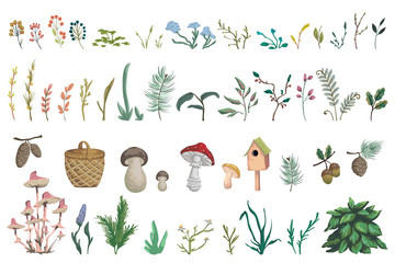 Forest plants, berries, flowers, mushrooms, plant, berry, cones. Decorative design  elements of forest flora in watercolor style. Isolated objects on white background. Vector illustration