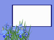 irisis flowers on blue frame illustration