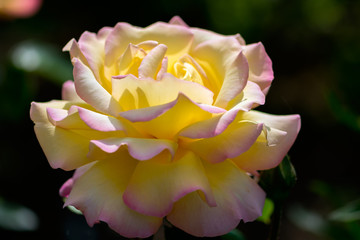 Sunlit pink tinged yellow rose (Peace) flowering in an English garden