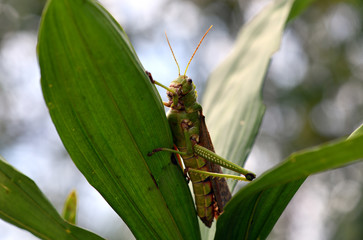 a large green grasshopper sits on a green leaf