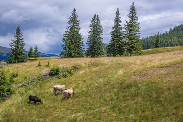 Sticker - Cows on a meadow in Borsa ski resort town in Rodna Mountains in Maramures region of Romania