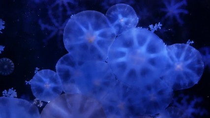 Wall Mural - Close-up Jellyfish, Medusa in fish tank with neon light. Jellyfish is free-swimming marine coelenterate with a jellylike bell- or saucer-shaped body that is typically transparent