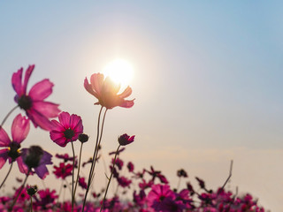 Wall Mural - pink cosmos flower over sunrise sky background.