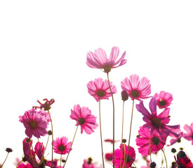Wall Mural - pink cosmos flower in the field in the morning over white background.