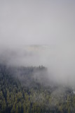 Fototapeta Na ścianę - misty morning in the mountains with view to a spruce forest