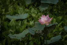 Lonely Lotus Flower In Wetland, Freshness And Beauty Amid Faded Lotus Flowers