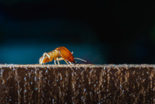 Macro Close Up Termite On Wooden In Dark Background, Home Danger