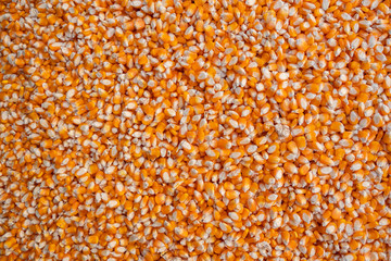 yellow dry corn grains background