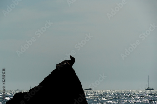 sea lion on a rock in cabo san lucas harbor mexico Tableau sur Toile