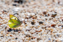 Yellow Butterfly On The Beach In Mexico