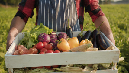 Close up handsome farmer is holding a box of organic vegetables stand look at camera at sunlight agriculture farm field harvest garden nutrition organic fresh outdoor slow motion