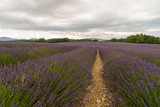 Fototapeta Lawenda - Lavender flowers blooming scented fields in endless rows. Landscape in Valensole plateau, Provence, France, Europe