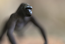 Blurred Silhouette Of A Single Gorilla With Foreground Focus And A Blurry Background. Creative Illustration With Copy Space. 3D Rendering.