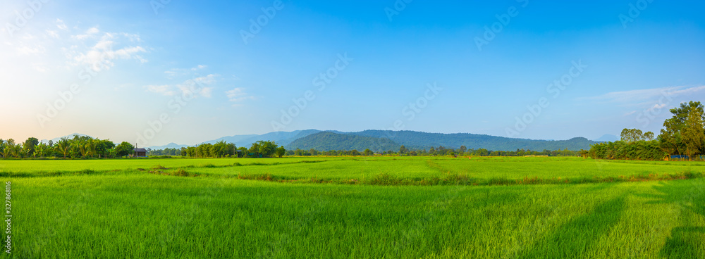 Agriculture green rice field under blue sky and mountain back at contryside. farm, growth and agriculture concept. - obrazy, fototapety, plakaty 