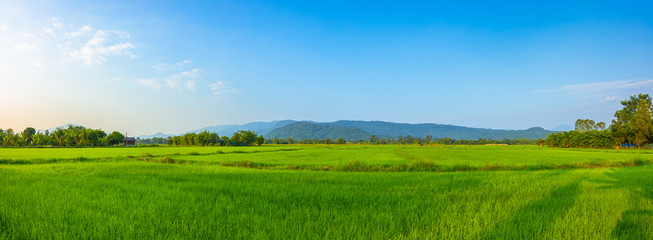 Agriculture green rice field under blue sky and mountain back at contryside. farm, growth and agriculture concept.