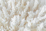 Fototapeta Tulipany - Complex shape sea coral