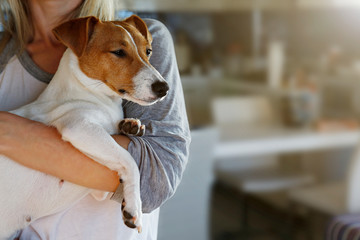 Young beautiful woman holding & playing with cute one year old Jack Russel terrier puppy at home. Small adorable doggy with funny fur stains split in halfs on face. Close up, copy space, background.