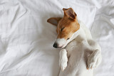 Fototapeta Psy - Cute Jack Russel terrier puppy with big ears sleeping on a bed with white linens. Small adorable doggy with funny fur stains lying in adorable positions. Close up, copy space, background.