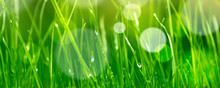 Soft Blur Green Grass Background
