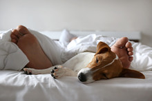 Emotional Support Animal Concept. Sleeping Man's Feet With Jack Russell Terrier Dog In Bed. Adult Male And His Pet Lying Together On White Linens Covered With Blanket. Close Up, Copy Space, Background