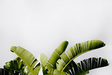 Group of big green banana leaves of exotic palm tree in sunshine on white background. Tropical plant foliage with visible texture. Pollution free symbol. Close up, copy space.