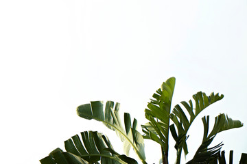 Group of big green banana leaves of exotic palm tree in sunshine on white background. Tropical plant foliage with visible texture. Pollution free symbol. Close up, copy space.