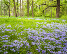 Wild Phlox Carpets A Woodland Meadow On A Spring Day.