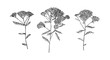 Set of hand drawn yarrow flowers. Outline floral sketch ink drawn. Black isolated botanical vector illustration on white background.